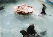 mundo-marino-0005.jpg